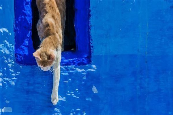 تأملی فلسفی برای درک حیوانات